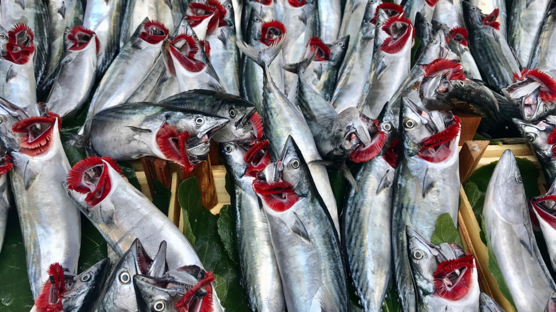Karadeniz'de Palamut Avında Denge Sorunu